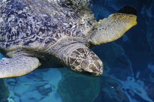 Green sea turtle